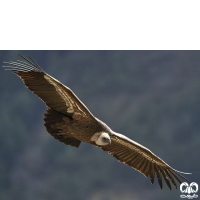 گونه کرکس Eurasian Griffon Vulture